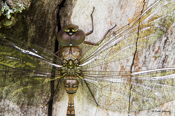 Dragonfly, Seney NWR, Schoolcraft Co., Michigan
