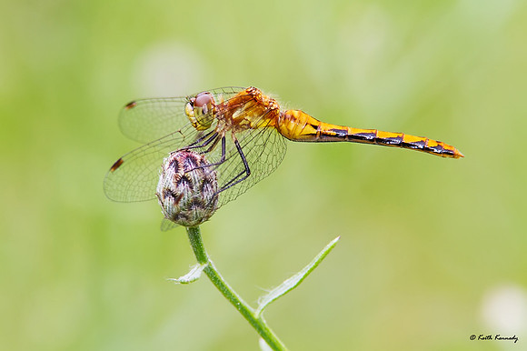 Meadowhawk, Seney NWR, Schoolcraft Co., Michigan