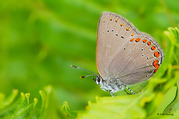 Coral Hairstreak, Seney NWR, Schoolcraft Co., Michigan