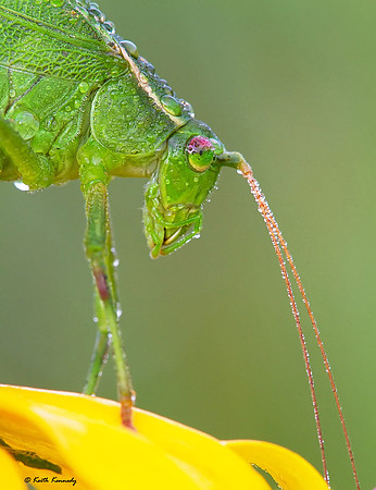 Katydid with dew, Seney NWR, Schoolcraft Co., Michigan