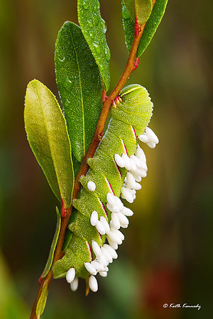 Sphinx moth larva parasitized by Braconid wasps (white pupae), Seney NWR, Schoolcraft Co., Michigan