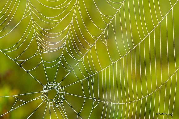 Spiderweb with dew,Seney NWR, Schoolcraft Co., Michigan