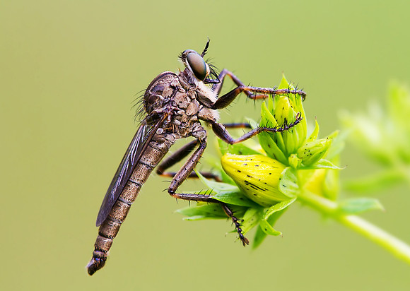 Robber Fly (Asilidae), Seney NWR, Schoolcraft Co., Michigan