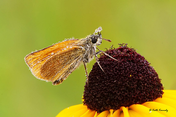 European Skipper, Seney NWR, Schoolcraft Co., Michigan