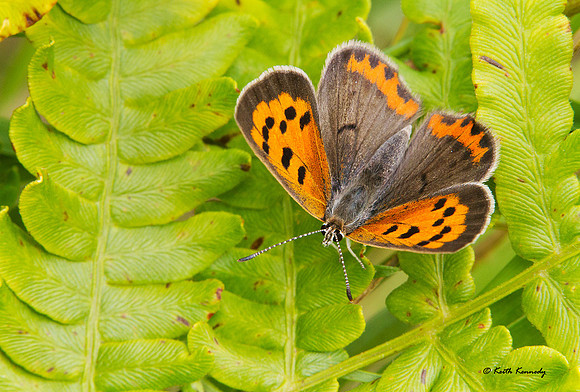 American Copper, Seney NWR, Schoolcraft Co., Michigan