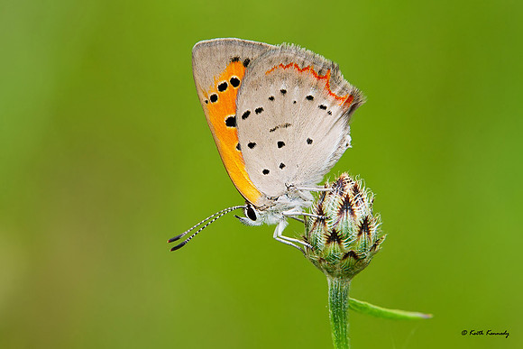 American Copper, Seney NWR, Schoolcraft Co., Michigan