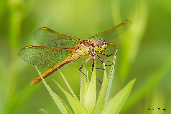 Meadowhawk, Seney NWR, Schoolcraft Co., Michigan