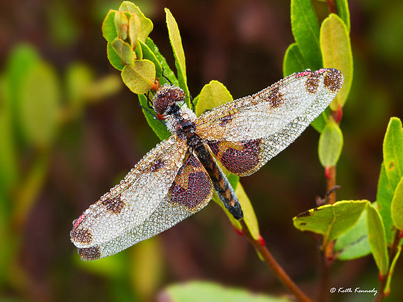 Calico Pennant with dew, Seney NWR, Schoolcraft Co., Michigan